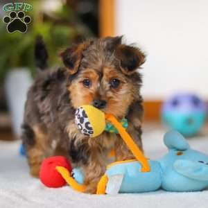 Dallas, Yorkie Poo Puppy
